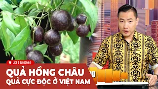 Cà Phê Sáng Cuối Tuần P1 (05-25-24) Quả Hồng Châu - loại quả cực độc ở Việt Nam