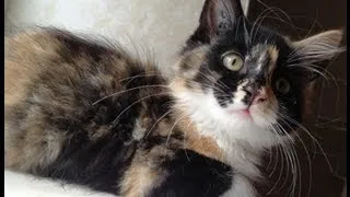 Cats Video | Very funny kitten Videos - Lustige Clips