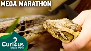 Snakes, Snakes...and More SNAKES | Python Hunters Marathon | Curious?: Natural World