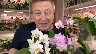 НАШЕЛ ОРХИДЕИ 63 и орхидею в пивной кружке для подписчиков канала