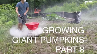 Growing Giant Pumpkins 2021 Part 8 - Extra Nitrogen, Tilling, Adjusting