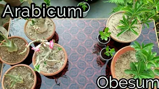 Difference between Arabicum and Obesum Adenium