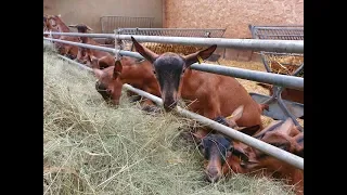 Коровы и козы Франции, Цитадель