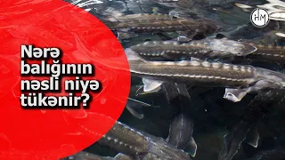 Nərə balığı - Xəzər dənizində yaşayan nadir heyvan növləri