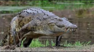 Top 10 Best Crocodile Attacks (From Movies)