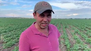 No-till 2022. Соя ,состояние на 24 июня