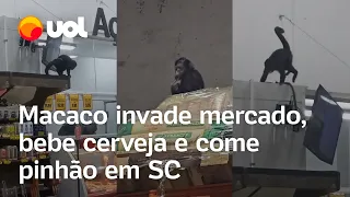 Macaco ladrão? Primata invade mercado, bebe cerveja e 'furta' lâmina de barbear em SC; veja vídeo