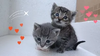 Little cute kittens🥰🐈‍⬛🐈🐅