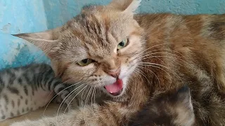 Mother Cat Hissing And Growling And Protecting Her Kittens From Everyone