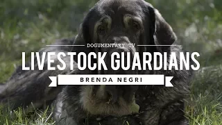 LIVESTOCK GUARDIAN DOGS:THE WAY OF THE PACK BRENDA NEGRI