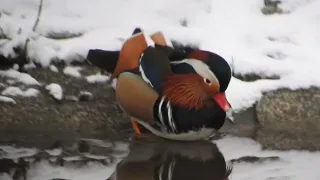 ptaki #30 Mandarynka | Mandarin duck