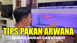 TIPS PAKAN ARWANA YANG MUDAH MURAH DAN BERGIZI!