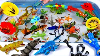 Cute Animals, Colorful Crocodiles, flies mouse fish, Spotted Catfish, Blue Dolphins,Goldfish,Turtles