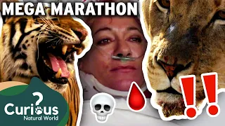 The World's DEADLIEST Predators, Caught On Camera! 💀🩸 | MEGA MARATHON | Curious?: Natural World