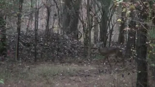 Nice,  2017 6 Pt With The 44 Mag. (Slow Motion added)