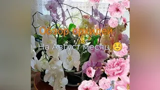 Обзор орхидей на Август месяц ☺️ Мои потери и новинки , что растёт и цветёт 🤗