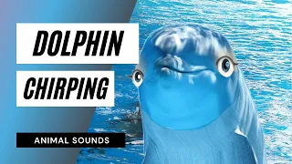 The Animal Sounds: 🐬 Dolphin Chirping Sound / Sound Effect / Animation