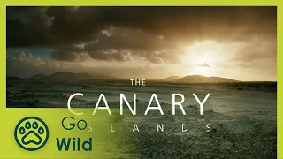 Canary Islands - Part II: The World of the Fire Mountains - Go Wild