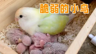 Such a bird should not touch its child