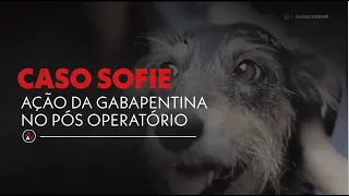 Caso Sofie - Ação da gabapentina no pós operatório