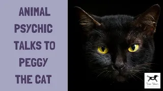 Animal Psychic Talks To Peggy The Cat | Susie Shiner | Animal Communicator