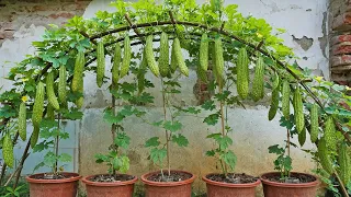 Recycling kitchen waste to grow bitter melon at home, I didn't expect so many fruits