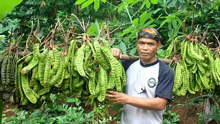 Sambal goreng pete cabe hijau dan risol pete panen sangat melimpah dari kebun dekat rumah