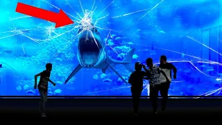 Why NO Aquarium In The World Has A Great White Shark!