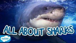 Everything You Need to Know About Sharks | All About Sharks for Kids