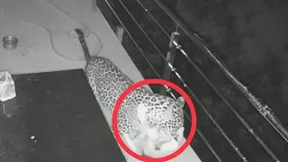 Caught on camera: Leopard enters home to hunt pet dog