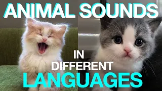 How Do Animals Sound in Different Languages?