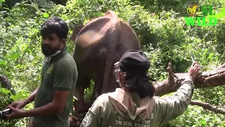 The  elephant was seriously injured . treated by the emergency care unit. #slwildtv