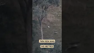 7mm Rem Mag 540m Fallow Deer
