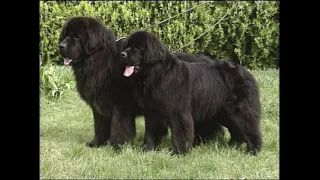 Ньюфаундленд (Newfoundland)