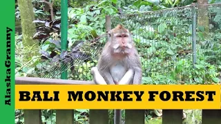 Monkeys  Bali Sacred Monkey Forest...Monkey Encounters Ubud Bali Indonesia