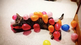 CATS vs BALLOONS 🎈 (HD) [Funny Pets]