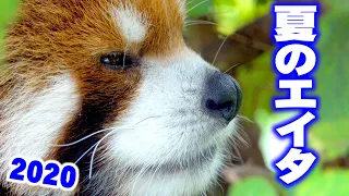 【レッサーパンダ】夏のエイタ2020　Red Panda EITA at Maruyama Zoo