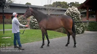 HARAS DON ALBERTO LOTE 249