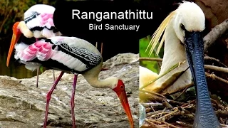 Ranganathittu Bird Sanctuary in Karnataka - India Travel