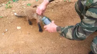 Лисенок застрял в банке, вышел из леса и подошел к охотникам за помощью