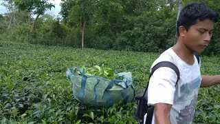 Tea Harvester or Tea Picking Machine 2