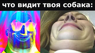 Что ВИДИШЬ ты vs Что ВИДИТ твоя собака