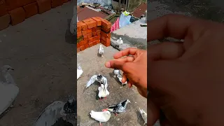 Kabootar ki video Pigeon birds Kabootar bazi #pigeon #shorts  #short #youtubeshorts