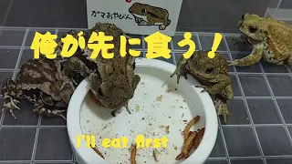 Happy Frog Dinner　カエル達の楽しい晩餐