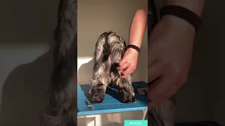 Full cocker spaniel Grooming