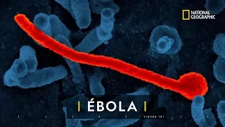 ¿Qué es el Ébola y cómo ataca? | 101 Videos