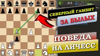 Северный Гамбит играем на Lichess | шахматы | Черный Король