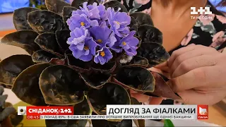 Як доглядати за фіалкою, щоб квітнула довше — поради Антоніни Лесик