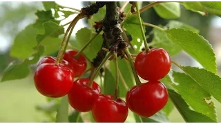 Le cerisier : culture, plantation, taille, entretien, guide variétés