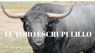 EL TORO ESCRUPULILLO para los san juanes de Coria (Toro del Ayuntamiento)